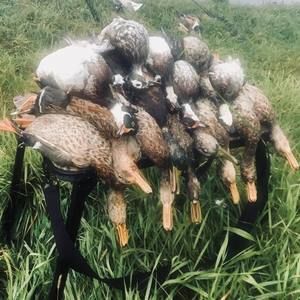 Meet your Posher, Brayden